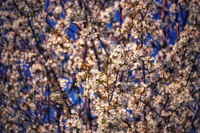 Low angle view of cherry blossom tree