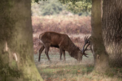 Deer standing in a field