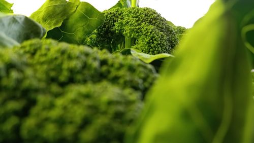 Close-up of fresh broccoli