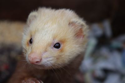 Close-up of a ferret