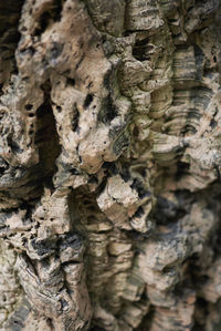 Close-up of lichen on tree trunk