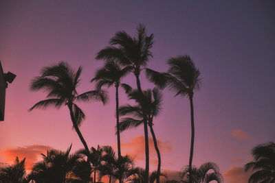 Low angle view of palm trees against sky during sunset