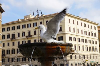 Low angle view of bird against building