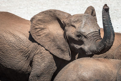 Close-up of elephant