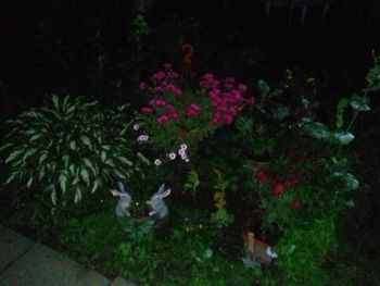 Flowers growing at night