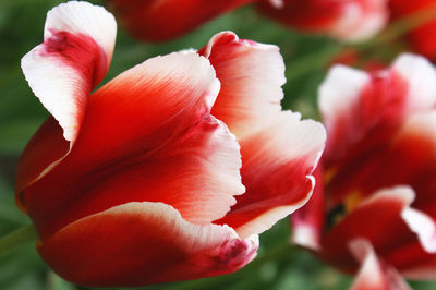 Close-up of red tulip