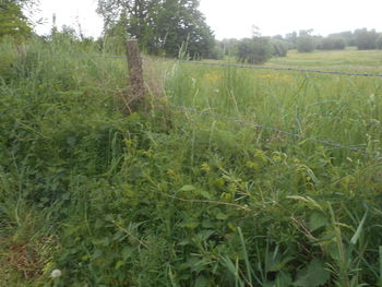 plant