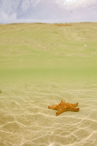 Under over starfish photo 