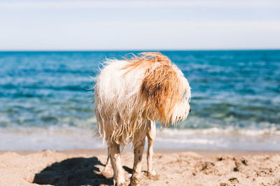 View of a dog on beach