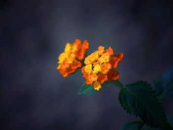 Close-up of orange flowering plant