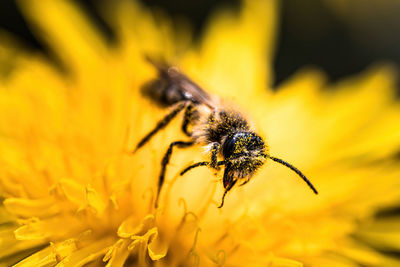 Close-up of bee pollinating on flower