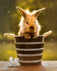 Close-up of a rabbit