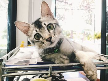Portrait of cat sitting on table