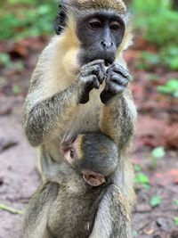 Close-up of monkey feeding his baby