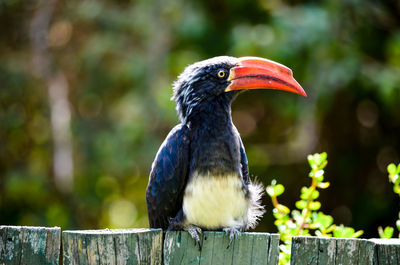 Close-up of a bird perching on wood