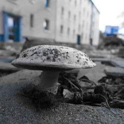 Close-up of mushroom growing on field