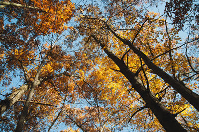 Low angle view of tree in autumn