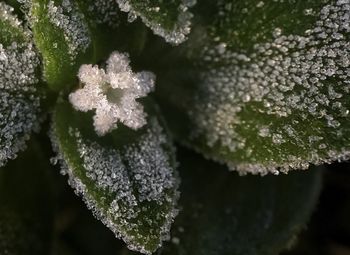 Close-up of frozen plant