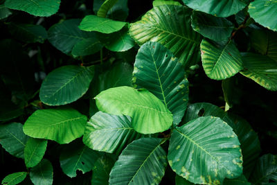 Full frame shot of leaves