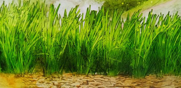 Close-up of fresh green plants on land