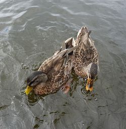 High angle view of duck swimming in lake