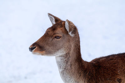 Close-up of horse against sky in winter
