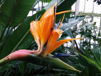 Close-up of wet flower