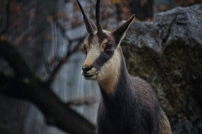 Close-up of deer