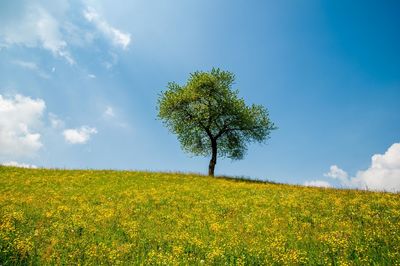 Tree on top of the hill with flowery meadow
