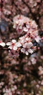 Close-up of cherry blossoms in spring