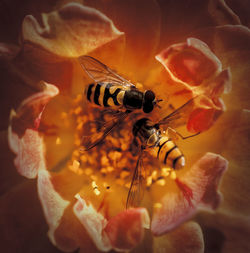 Close-up of bee pollinating on flower