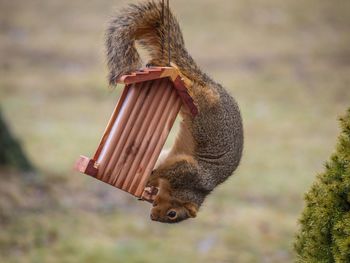 Close-up of squirrel on bird feeder