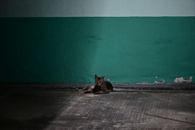 Cat sitting on wall