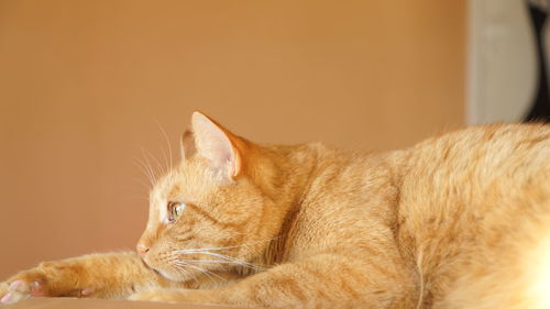 Ginger cat resting against wall at home