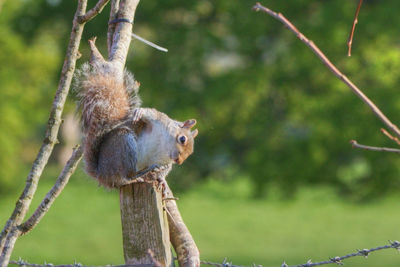 Close-up of squirrel sitting on branch