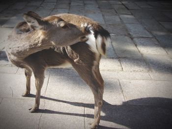 The cute little deer in nara,japan