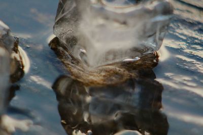 Close-up of turtle in water