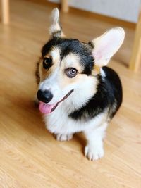 High angle view of dog looking away