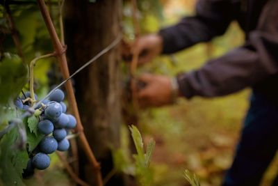 Close-up of plant against blurred background