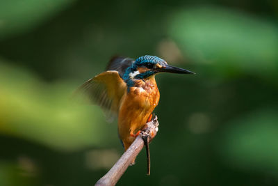 Close-up of king fisher perching on a branch