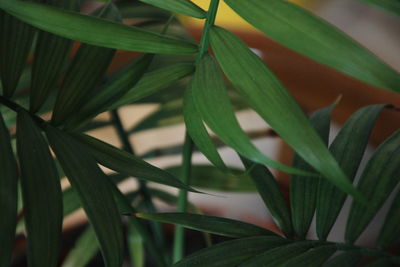 Close-up of plant growing on field