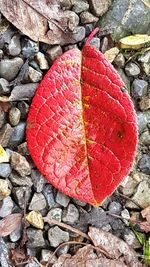 High angle view of red leaf on rock