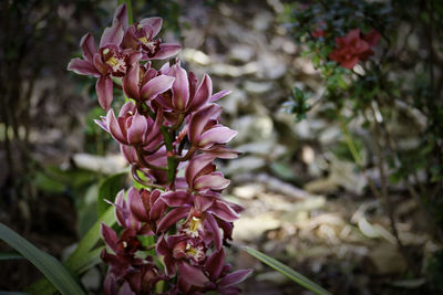 Close-up of pink flowers blooming outdoors