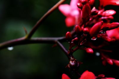 Close-up of red flowering plant