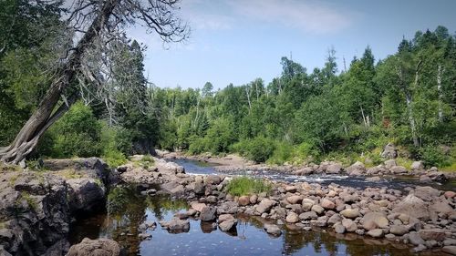 Scenic view of stream amidst trees in forest against sky