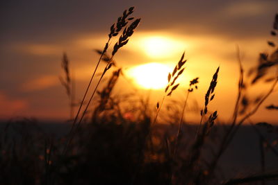 Close-up of stalks in field against sunset sky