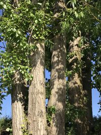 Low angle view of trees against sky