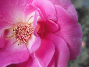 Close-up of pink flower