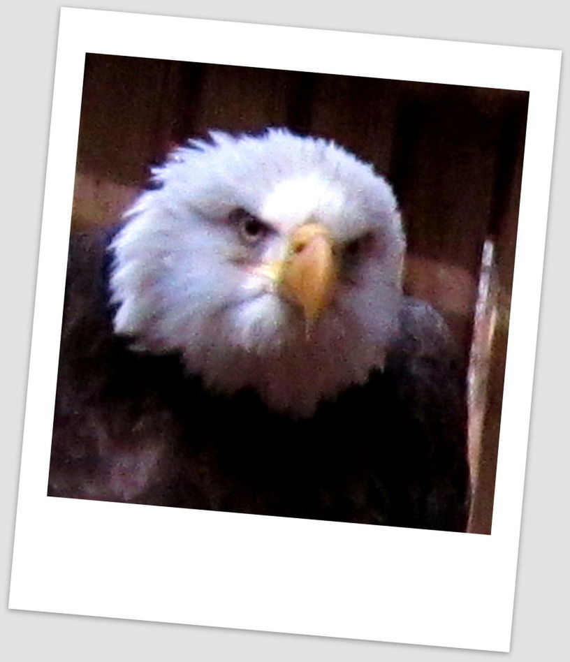 CLOSE-UP OF BIRD ON WALL