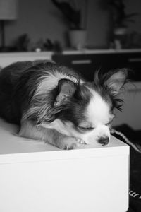 Close-up of dog lying at home